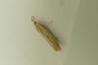 Agriphila inquinatella