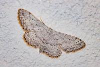 Idaea seriata