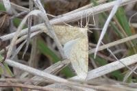 Aspitates ochrearia