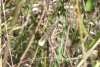 Agriphila selasella