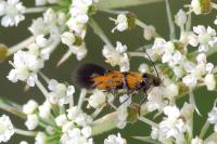Chrysoesthia drurella