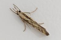 Agriphila inquinatella