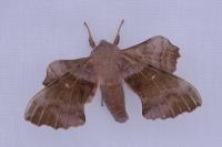 Laothoe populi