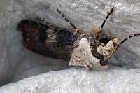 Agrotis puta