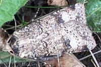Agrotis trux