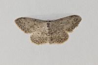 Idaea seriata