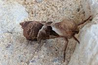 Triodia sylvina