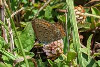 Polyommatus icarus