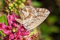Cacyreus marshalli