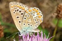 Polyommatus icarus