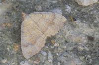 Camptogramma bilineata