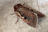 Xestia agathina
