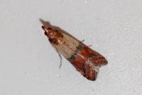 Plodia interpunctella