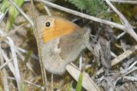 Coenonympha pamphilus