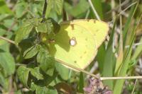 Colias crocea