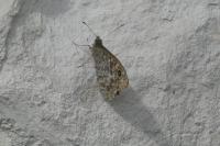 Lasiommata megera