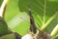 Vanessa atalanta