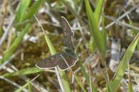 Lycaena tityrus