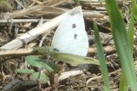 Pieris rapae