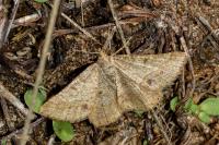 Isturgia murinaria