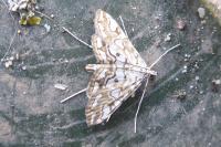 Elophila nymphaeata
