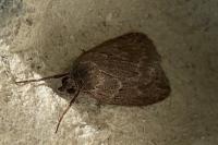 Pachycnemia hippocastanaria