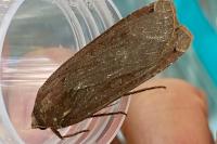 Noctua pronuba