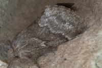 Trichiura crataegi