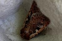 Xestia agathina