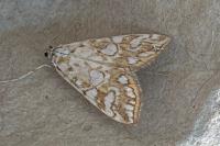 Elophila nymphaeata