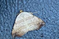 Laspeyria flexula