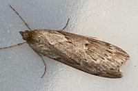 Pachycnemia hippocastanaria