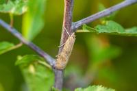 Nomophila noctuella