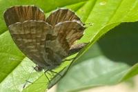 Cacyreus marshalli