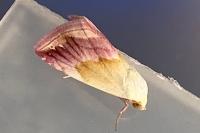 Eublemma purpurina
