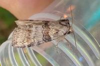 Cymatophorina diluta