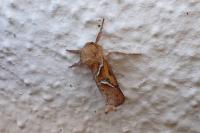 Triodia sylvina