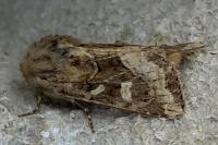 Luperina dumerilii