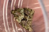 Cryphia algae