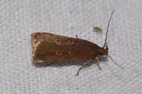 Helcystogramma triannulella