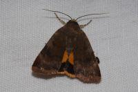 Noctua janthe