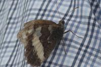 Brintesia circe