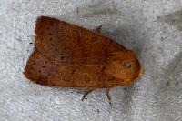 Anchoscelis pistacinoides