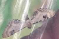 Eupithecia centaureata