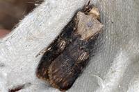 Agrotis puta