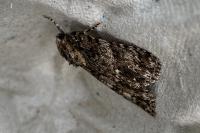 Acronicta rumicis