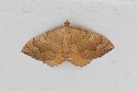 Camptogramma bilineata