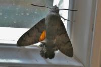 Macroglossum stellatarum