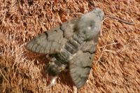 Macroglossum stellatarum