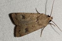 Agrotis trux